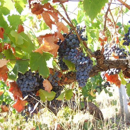 Agriturismo Locoe 奥列纳 外观 照片