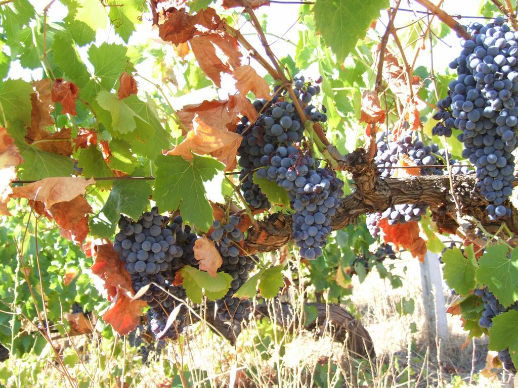 Agriturismo Locoe 奥列纳 外观 照片
